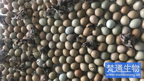 養(yǎng)雞場(chǎng)出雛過(guò)程動(dòng)態(tài)消毒案例